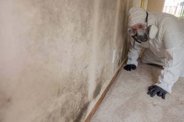 Best Mold Damage Restoration in USA